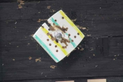 2017_kleines_Schuetzenfest_004